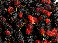 15g Mulberries