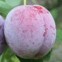 Santa Rosa PLUM TREE