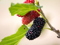 3g Mulberries