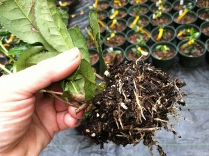 2-week old cuttings grown with humic acid