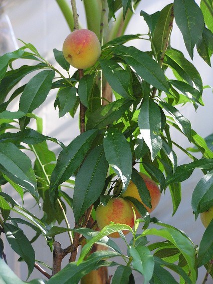 peaches on a tree