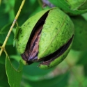 PECANS:   Grafted