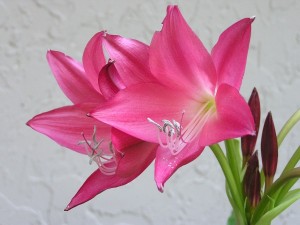 Two Pink Crinum Lilies