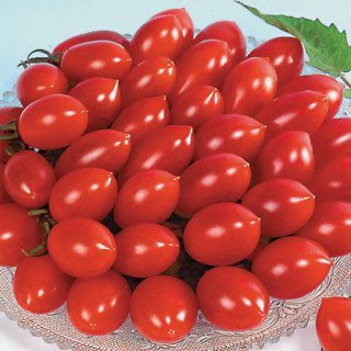 sugar rush tomato