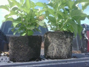 the plant on the right was treated with humic acid