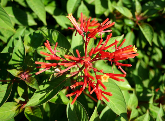 Dazzling Firebush: Blazing Red-Orange Tubular Flowers Atop Dark Green ...