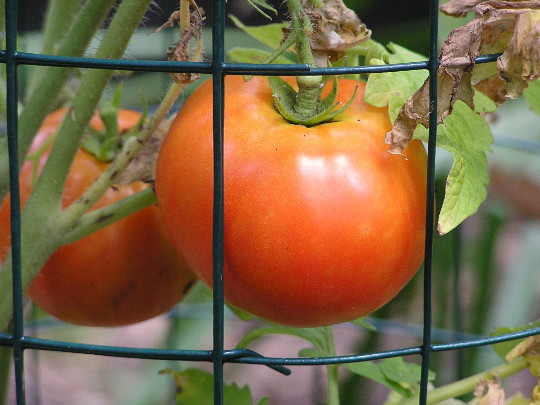 2 big, juicy, red ripe tomatoes