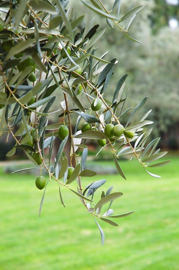 Spanish Black Olives