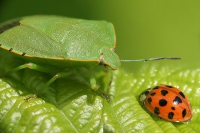 Lady Bug and the Aphid