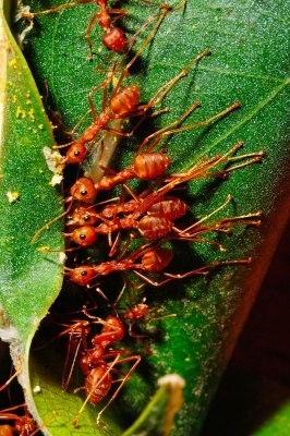 red ants
