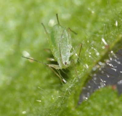 Adult Greenfly