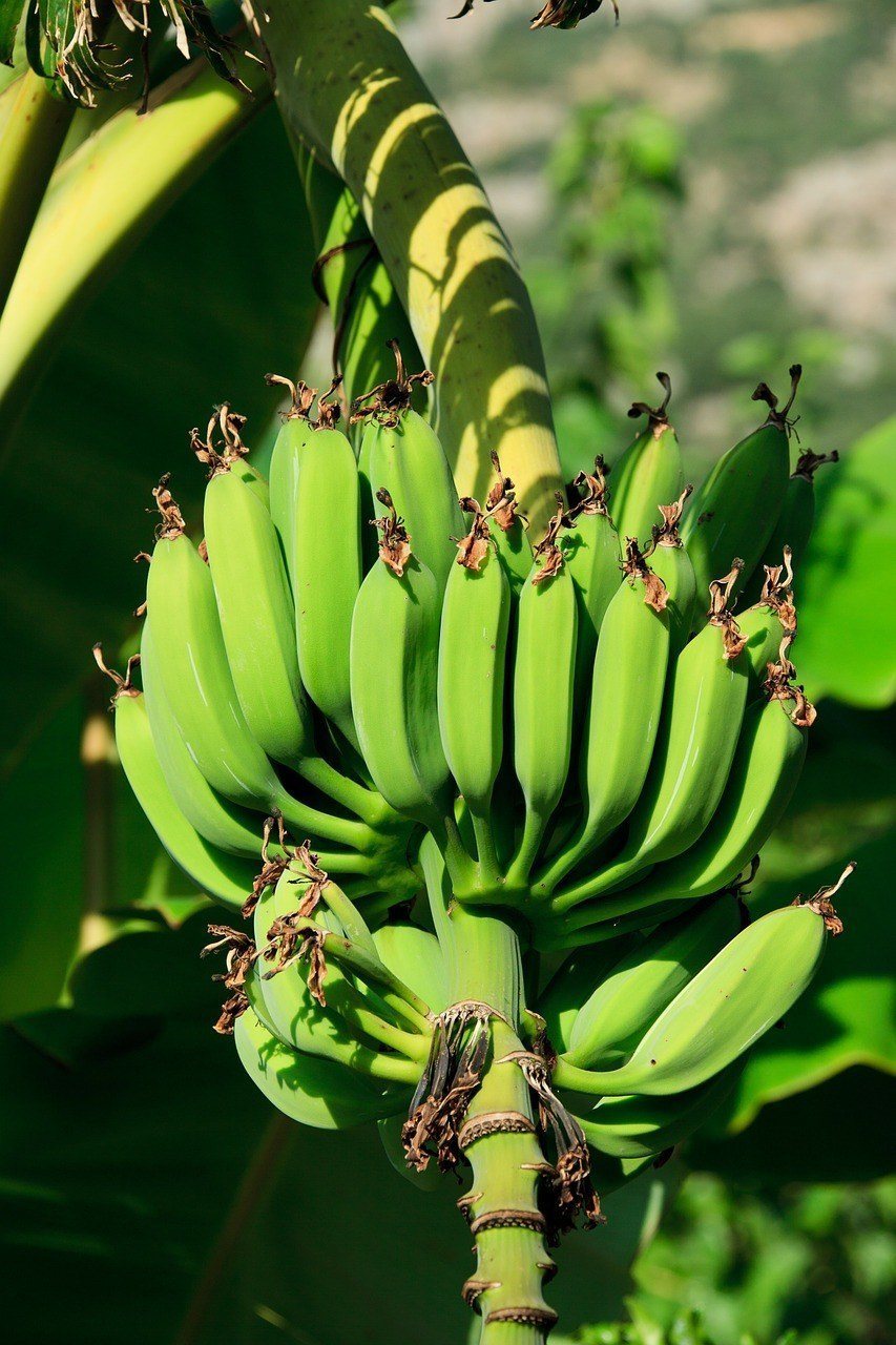 BANANA Plants For Zones 8b-10 - Ask The Green Genie