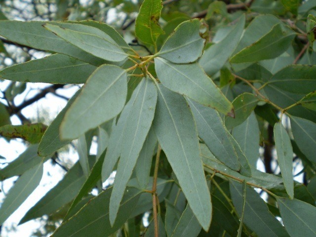lemon eucalyptus leaves