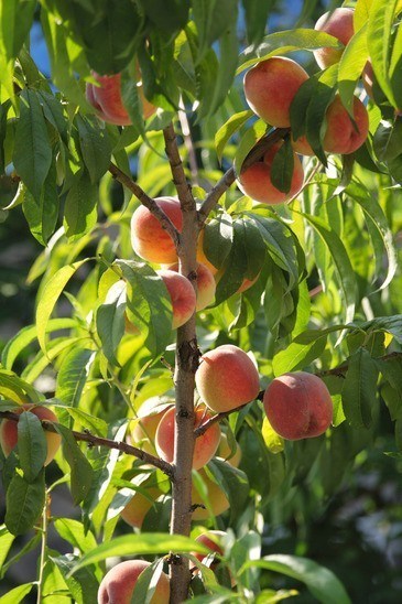 FlordaGlobe peaches