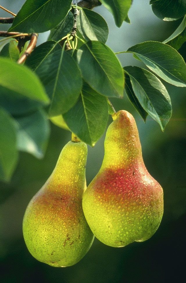 European pears