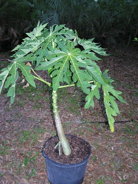 Papaya plant for sale: how to be sure you get fruit