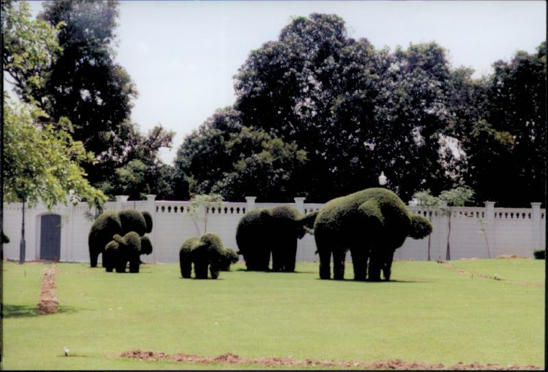 elephant topiary