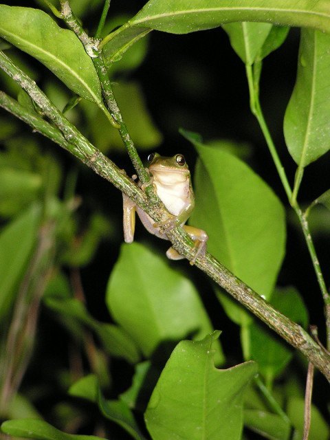 tree frog in citrus