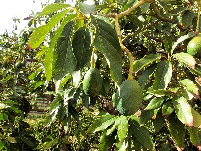 Avocado tree