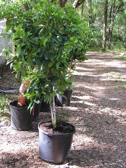 how to plant a hass avocado tree