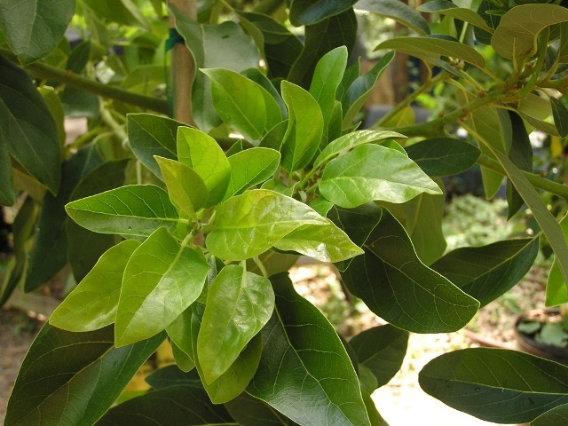 Avocado leaves