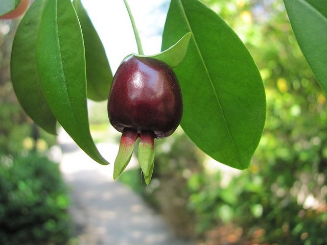 Cherry of the Rio Grande