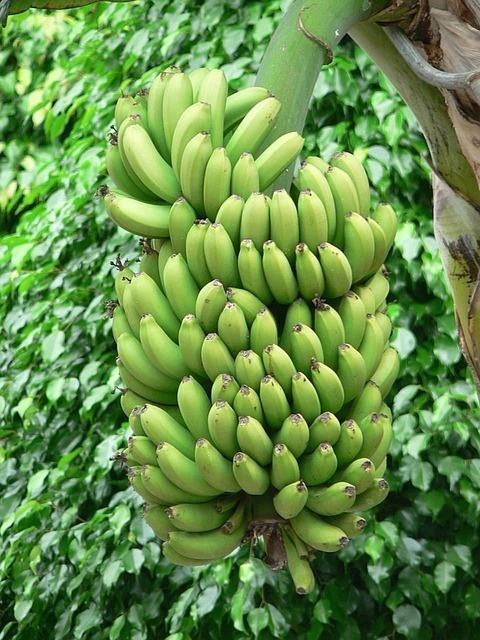 banana tree fruit