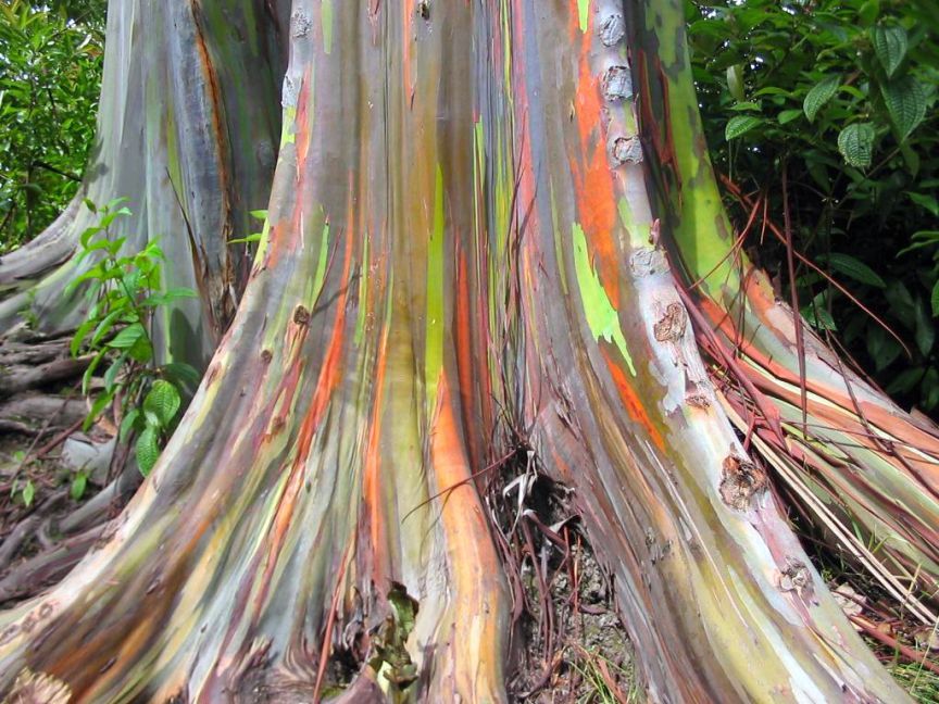 Rainbow Eucalptus