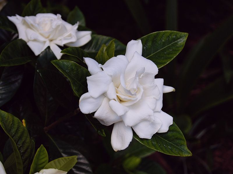 double white gardenia