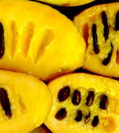 Pawpaw fruit
