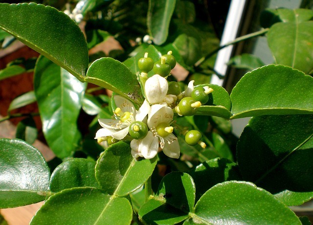 Kieffer Lime blossoms