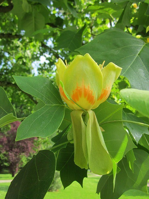 tulip poplar flower