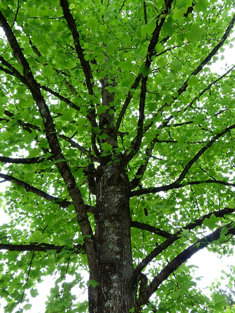 yellow poplar tree
