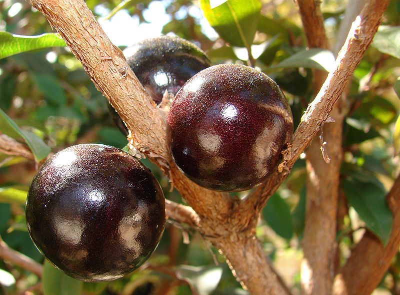 Jaboticaba fruit