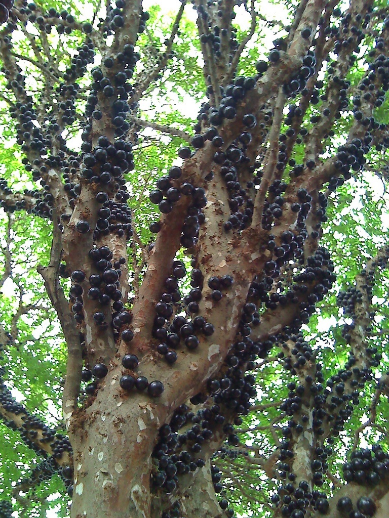 jabuticaba tree