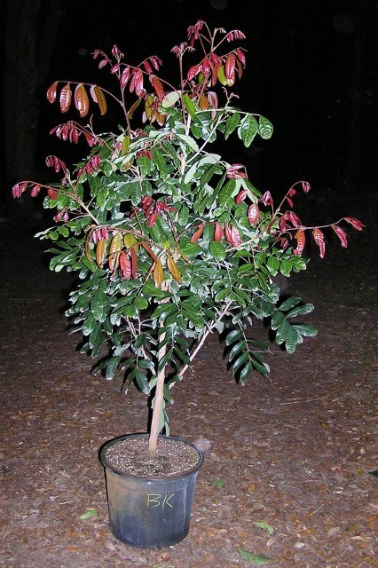 longan tree fruit