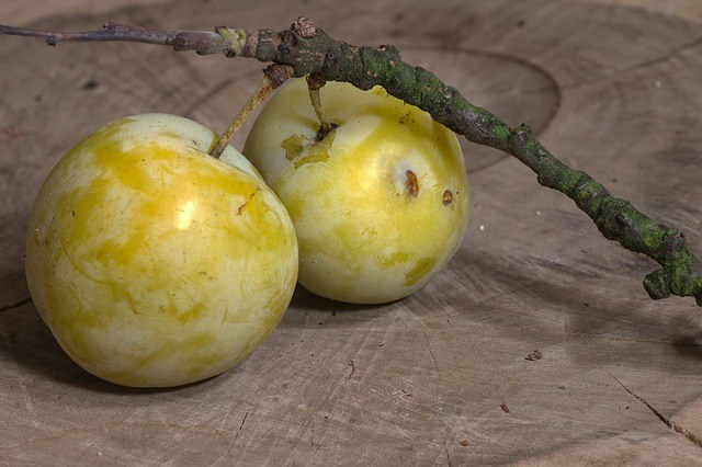 Gold Plum fruit