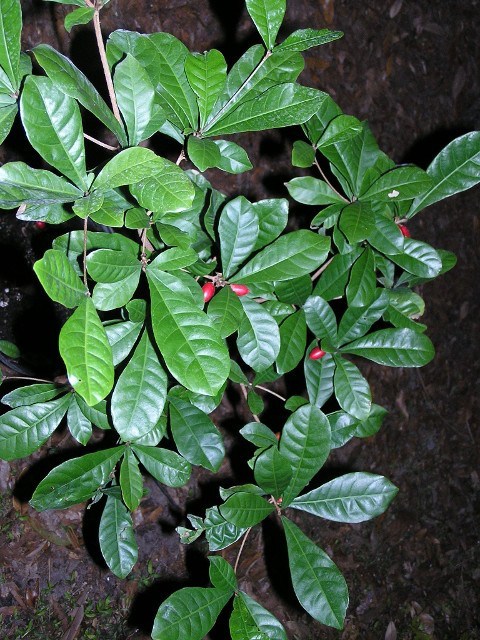Miracle Berry bush