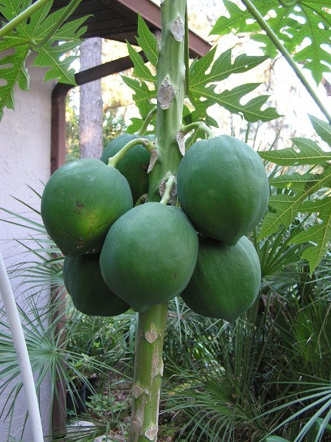 Papayas Just before the freeze