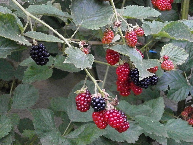 Blackberries on the vine
