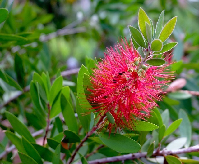 Bottlebrush: Eye-catching Perennial Butterfly & Hummingbird Attractant ...