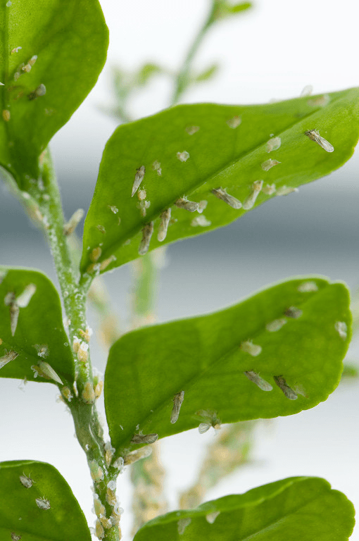 psyllids that spread citrus greening disease