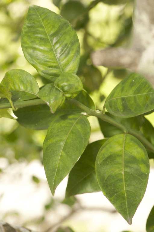 citrus greening disease