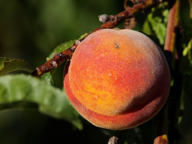 Red Baron peach is 3" diameter