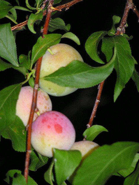 Scarlett Beauty plums