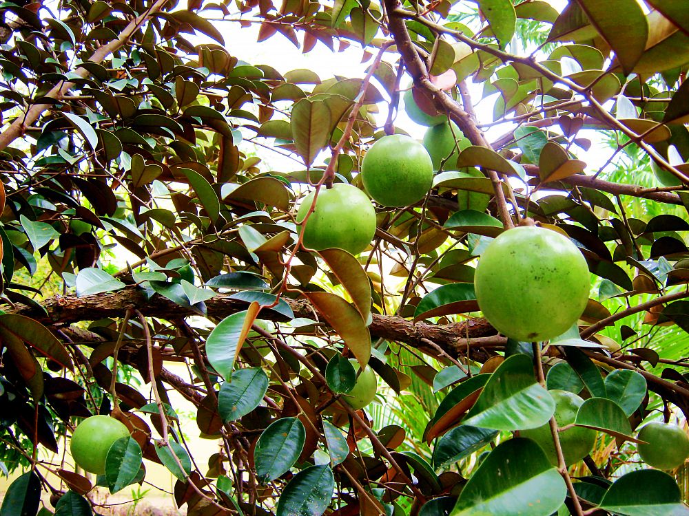 purple star apple