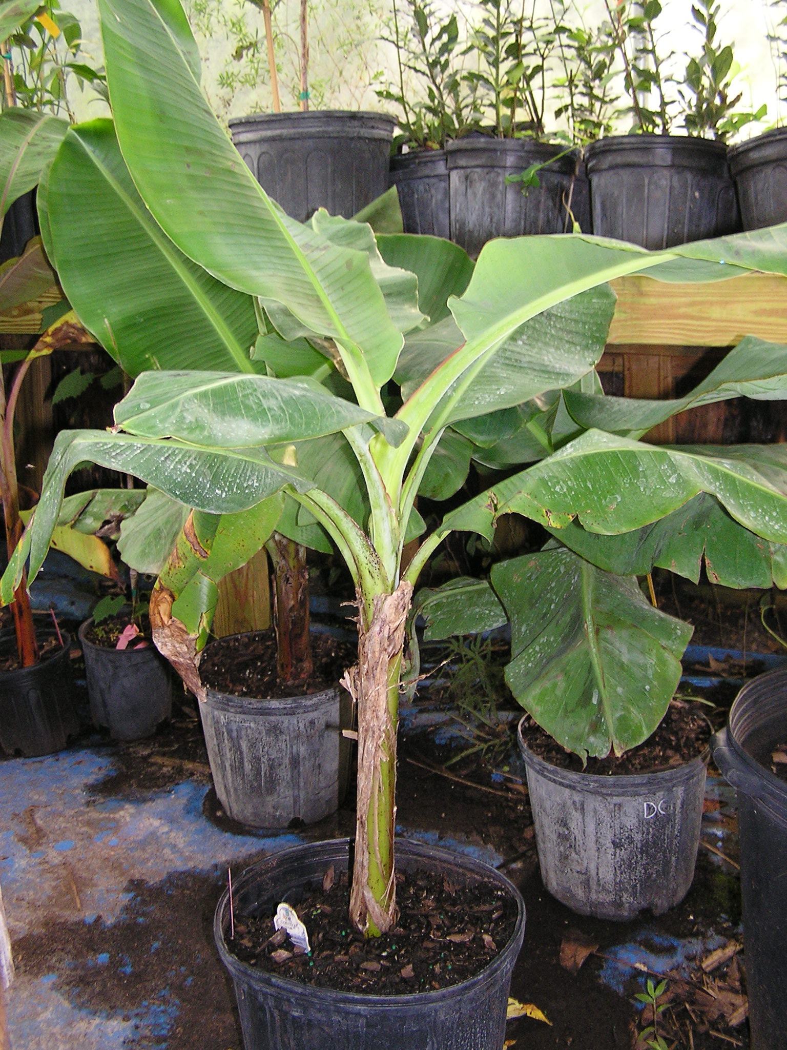 Banana Plants For Zones 8b 10 Ask The Green Genie