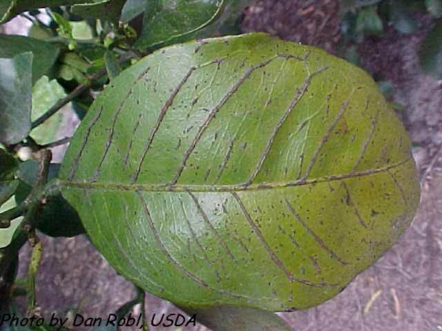 leaf with boron deficiency