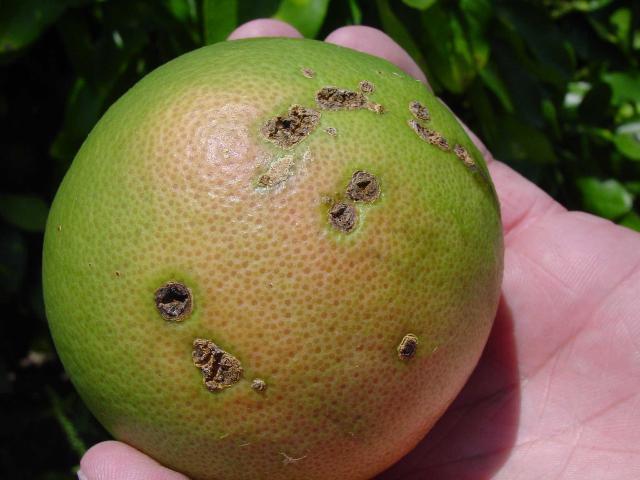 citrus canker on the fruit