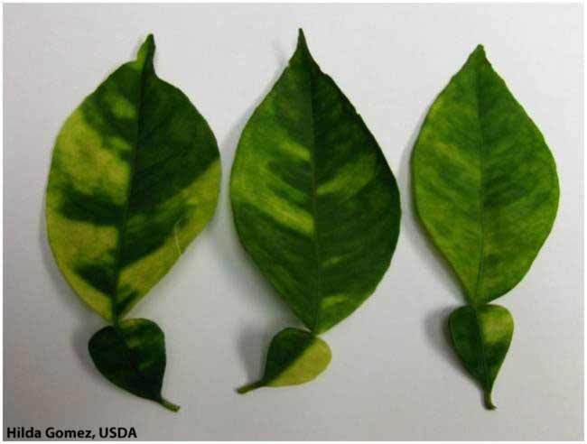 greening symptoms on leaves